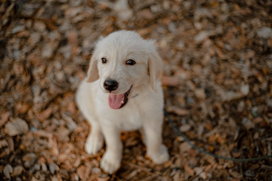 Golden Retriever puppy sits happily outdoors surrounded by leaves.