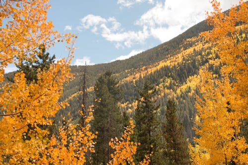 Yellow Leafed Trees 