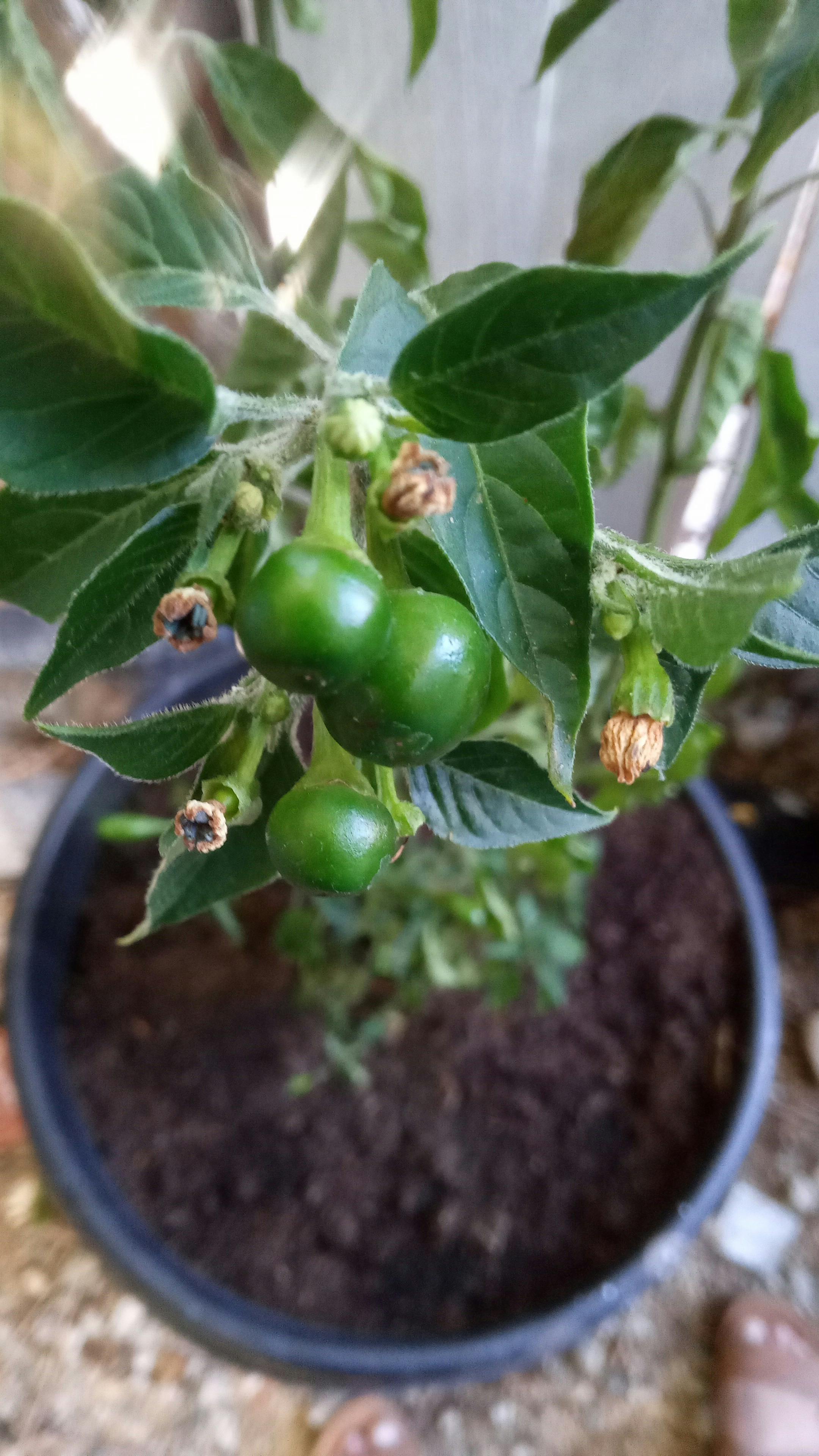 Vera Gonzalez 사진