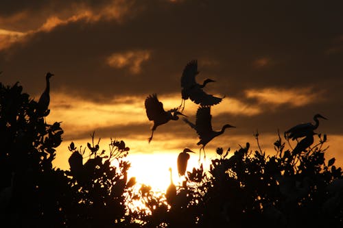 Ilmainen kuvapankkikuva tunnisteilla auringonlasku, eläin