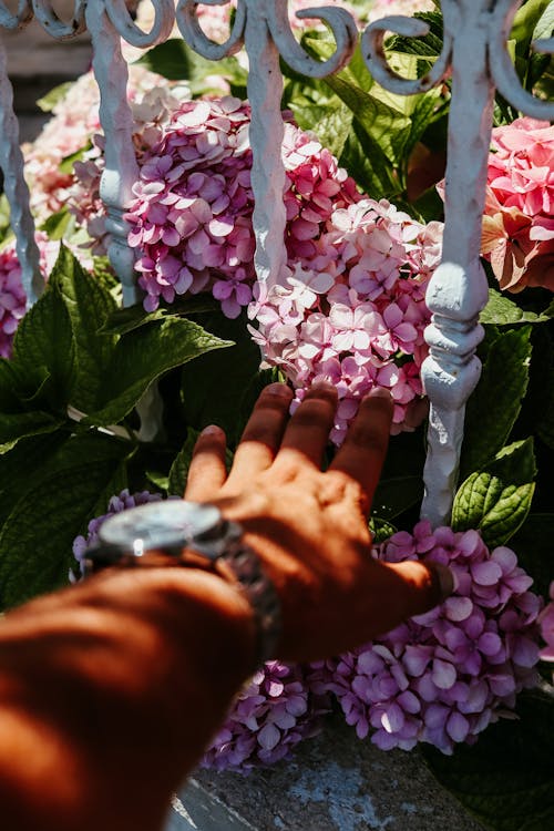 Kostnadsfri bild av blomning, hand, händer mänskliga händer