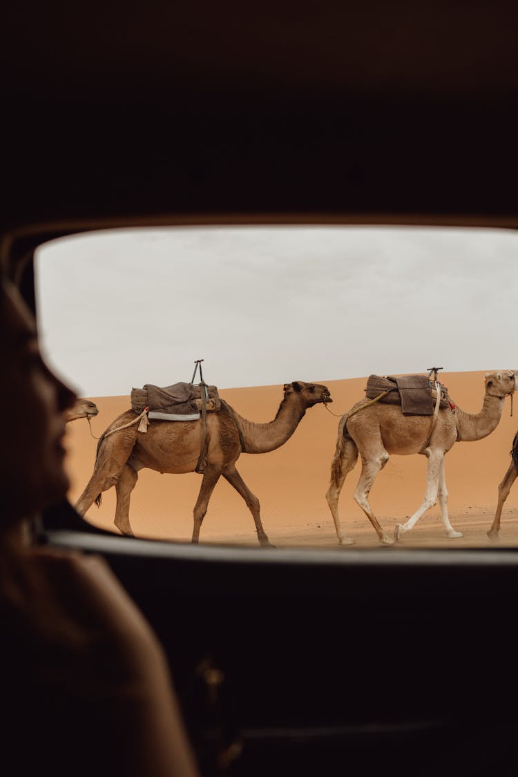 Camel Train In Desert