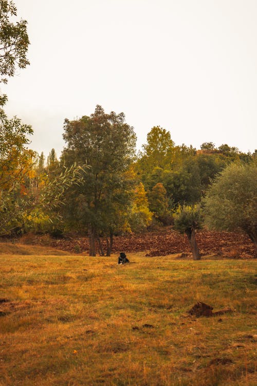 Imagine de stoc gratuită din arbori, câine, câmp