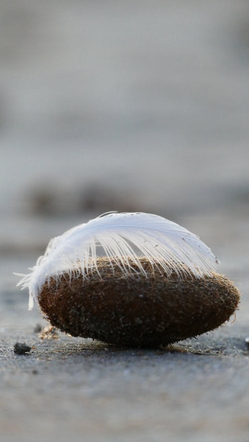 White Feather on Brown Rock