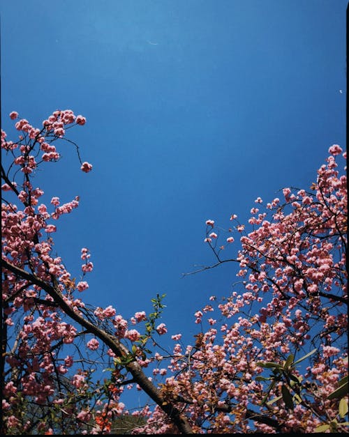 Low Angle Shot of a Cherry Blossom under Blue Sky 