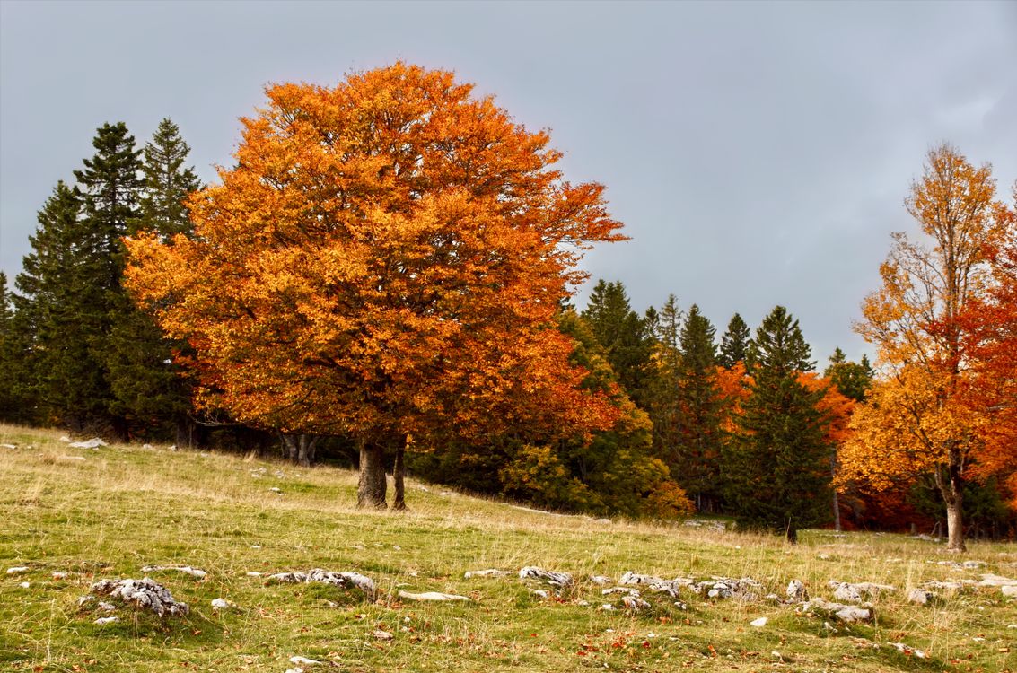 Orange In Autumn Trees with Orange Leaves on a Field · Free Stock Photo