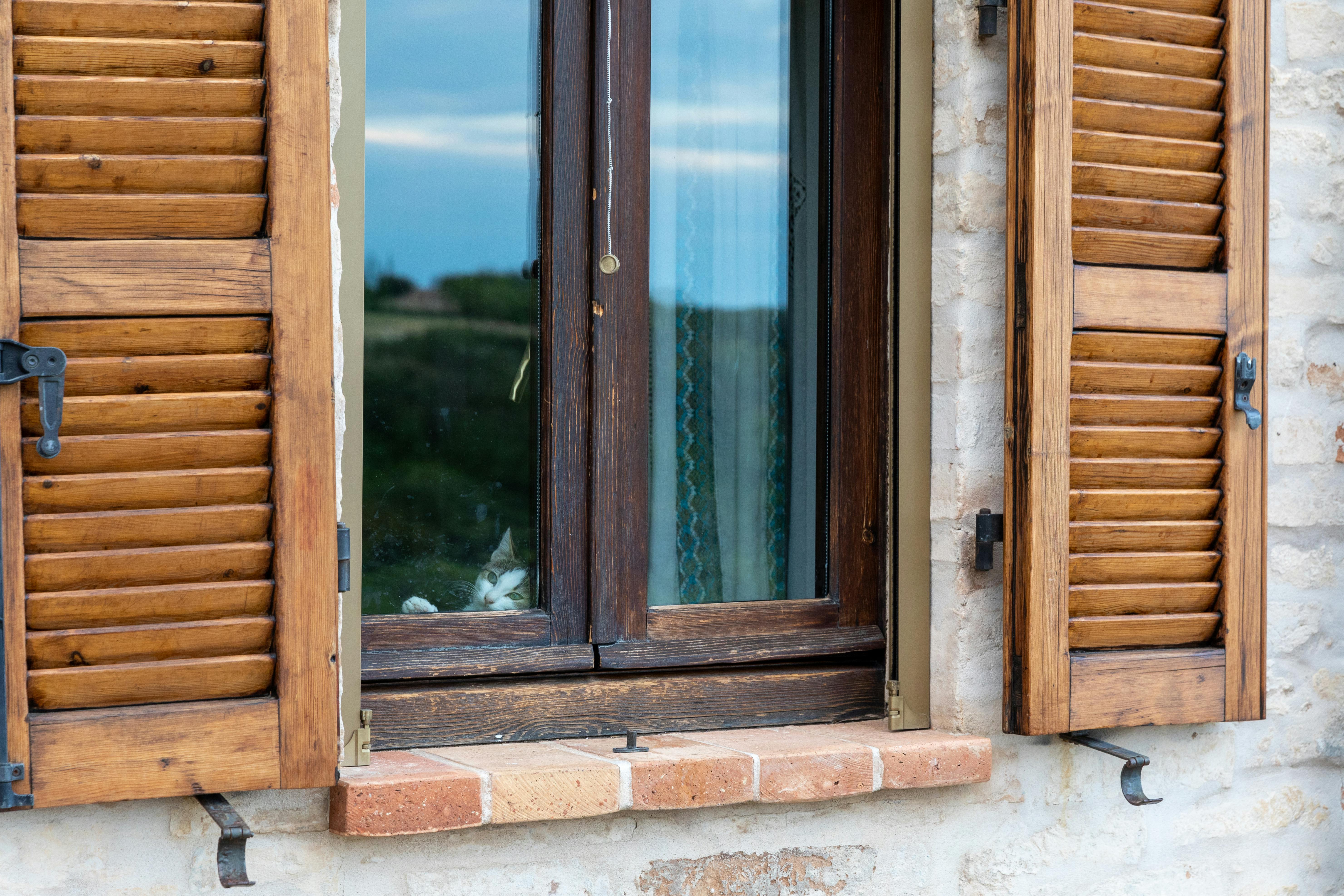 A curious cat peeks through a rustic window with wooden shutters in Torre di Palme, Italy.