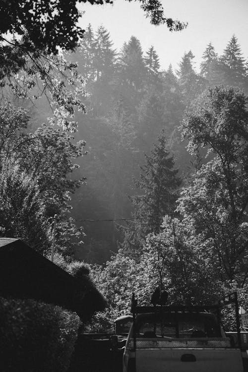 Základová fotografie zdarma na téma černobílý, jednobarevný, les