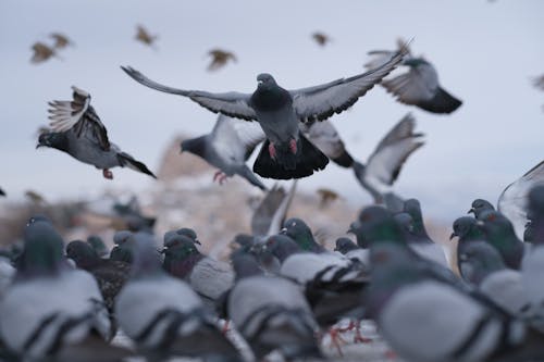 Kostnadsfri bild av djur, djurfotografi, duvor