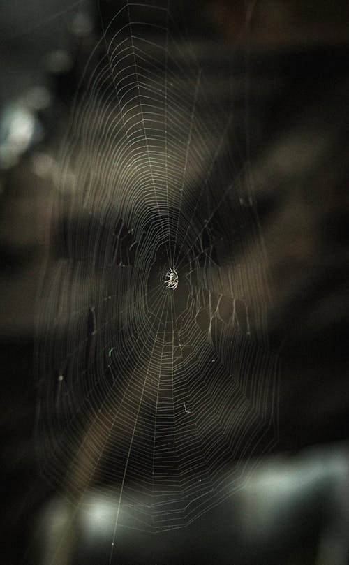 A Spider on Cobweb in Close-up Photography