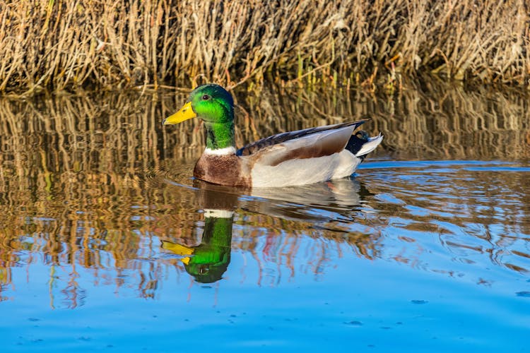 Duck Swimming On Pond