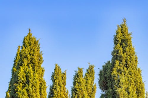 Low Angle Shot of Green Trees and Blue Sky