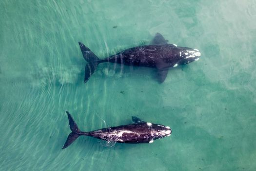 Two whales swimming in clear turquoise waters, captured from above.