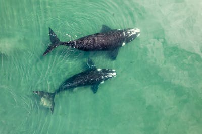 44 Million XRP Exodus from Binance: What Lies Ahead for the Altcoin?