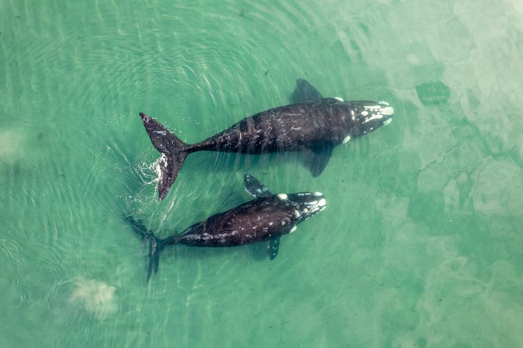 Drone Shot Of Gray Whales