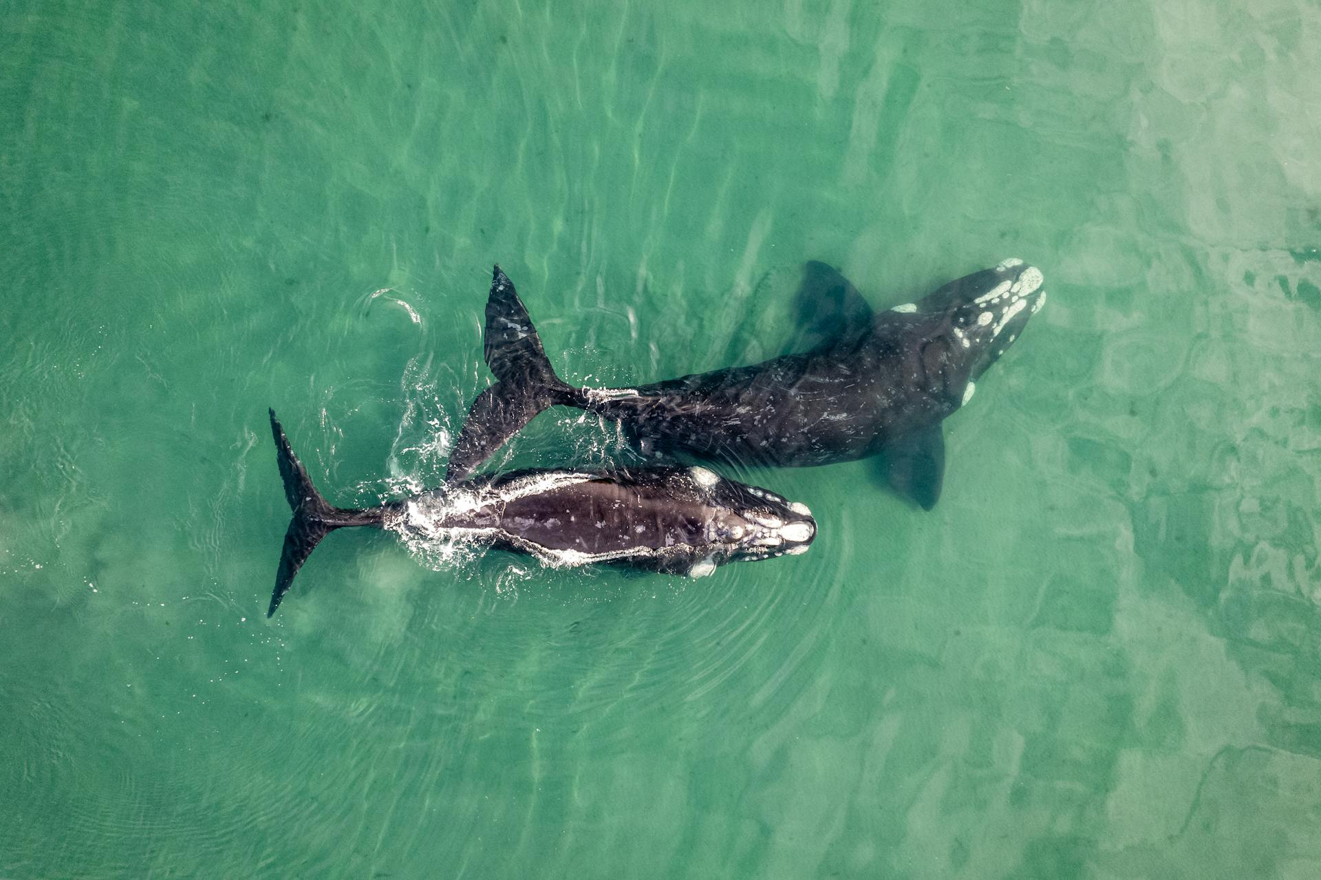 Drone captures a breathtaking top-down view of gray whales swimming in clear ocean waters.