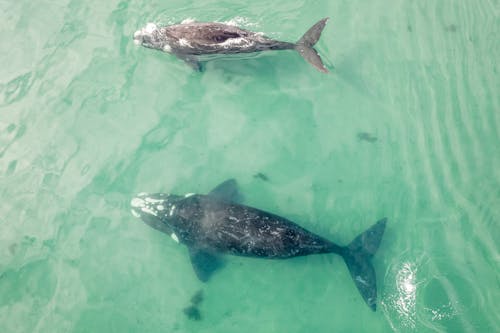 Imagine de stoc gratuită din balene, fotografie cu animale sălbatice, fotografie de animale