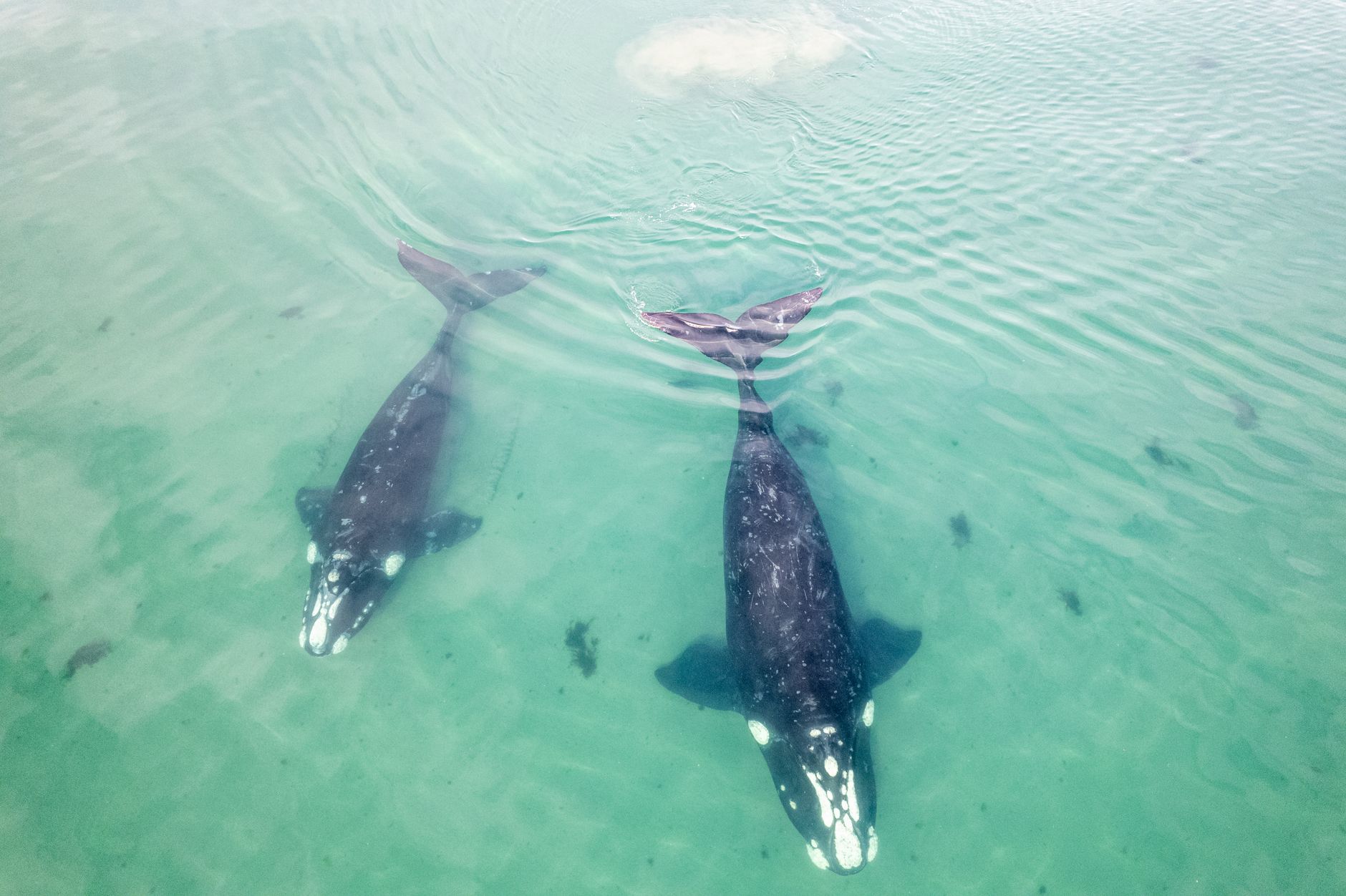 Two southern right whales swim gracefully in clear turquoise waters, offering a mesmerizing marine vista.