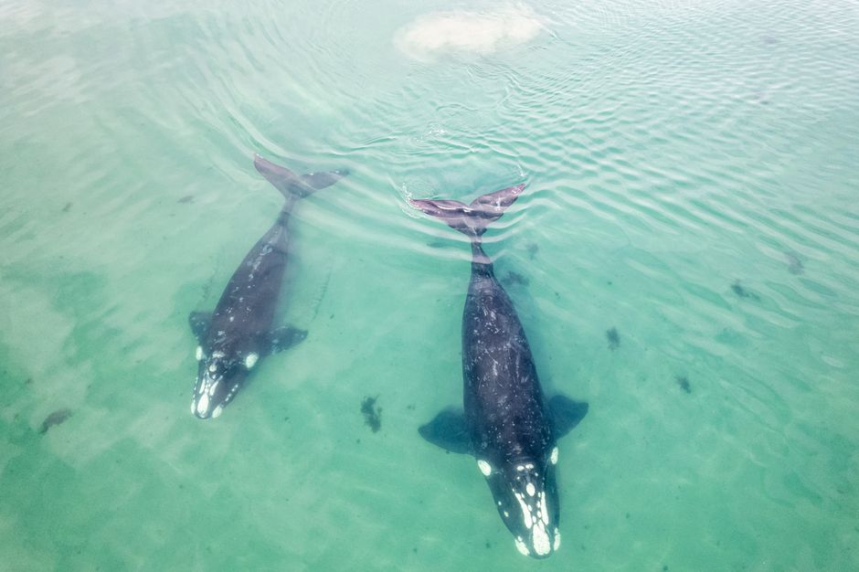 Two southern right whales swim gracefully in clear turquoise waters, offering a mesmerizing marine vista.