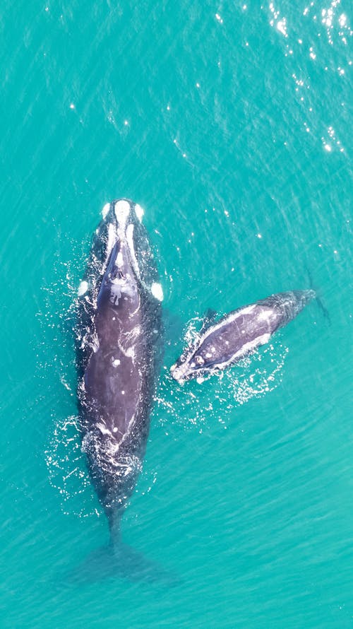 Foto profissional grátis de água, animais, animais selvagens