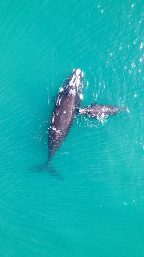 Free Aerial shot of Southern Right Whale and calf swimming in turquoise waters of Puerto Madryn, Argentina. Stock Photo