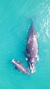 Captivating aerial view of a mother whale with her calf swimming in turquoise waters, showcasing nature's beauty.