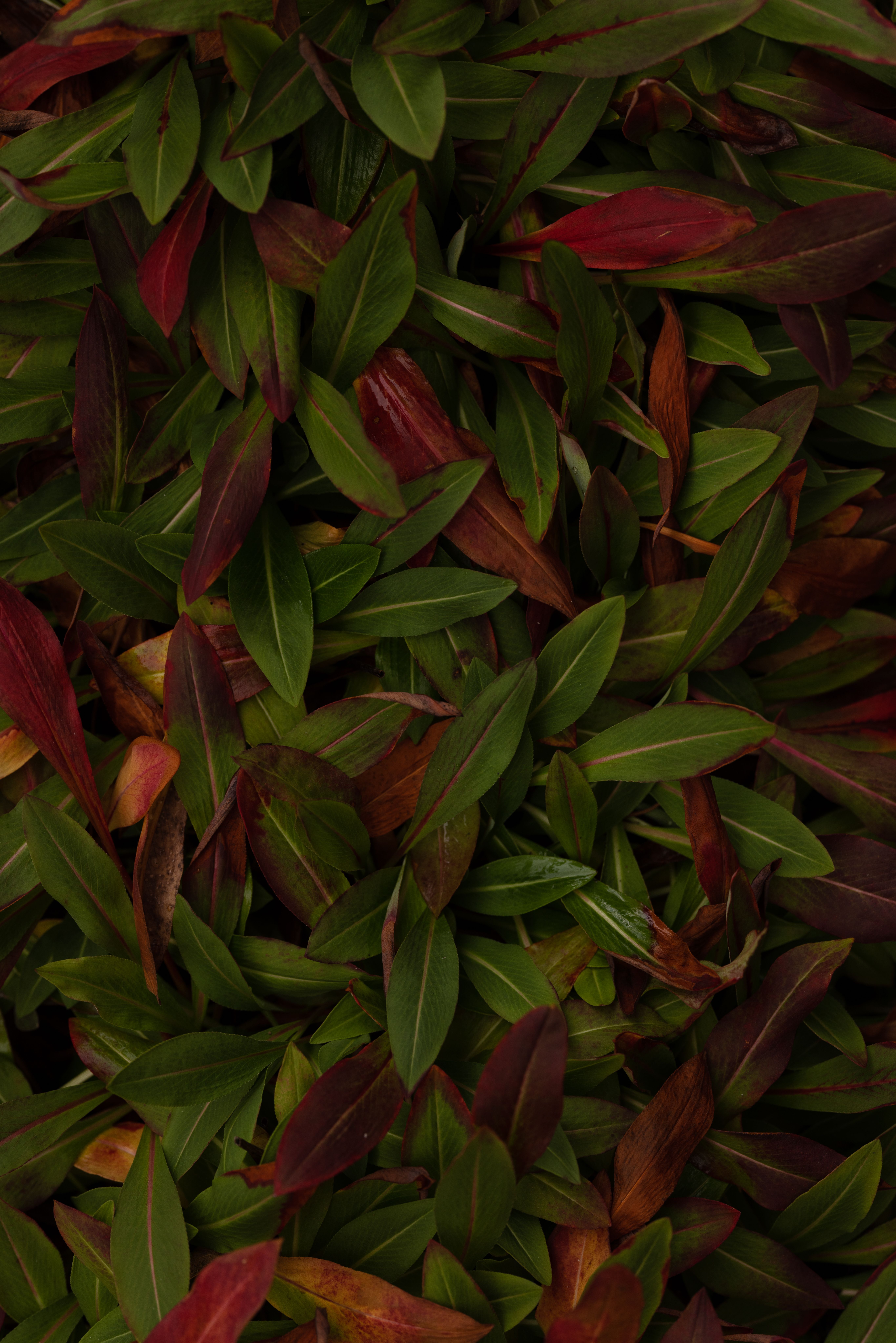 A close-up view of vibrant green and red leaves forming a natural autumn pattern.