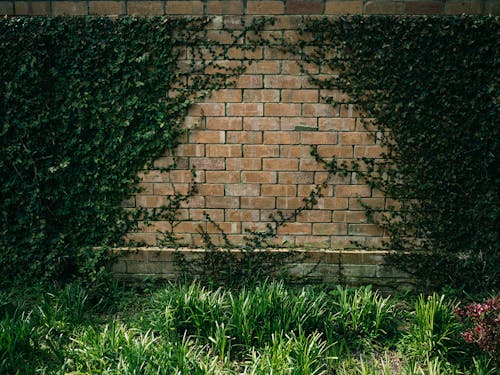 Brick Wall Covered with Ivy 