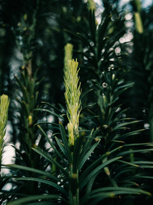 垂直ショット, 緑の植物, 閉じるの無料の写真素材
