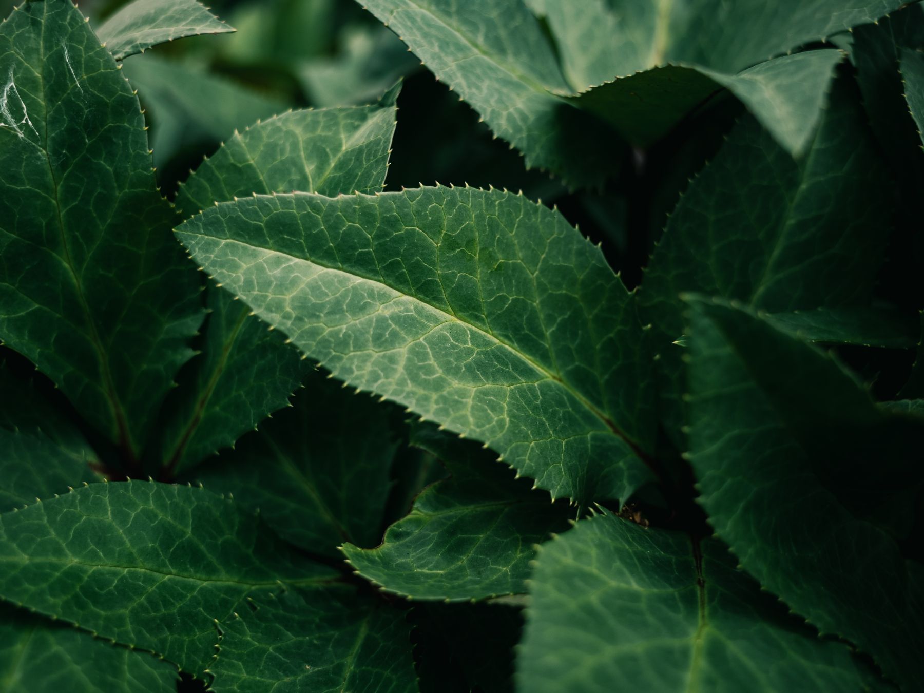Close-up of fresh green leaves