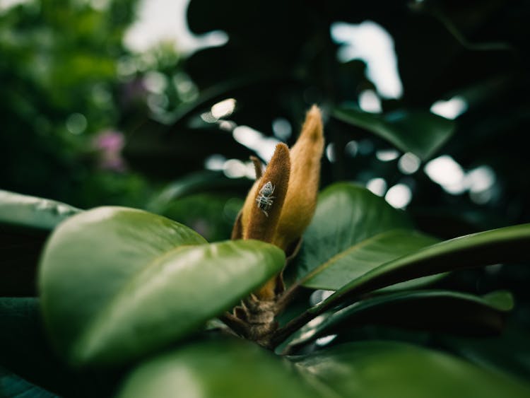 Spider On A Plant Flower