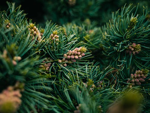bezplatná Základová fotografie zdarma na téma borovice, borovicové šišky, botanický Základová fotografie