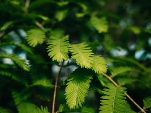 Free Close-up of vibrant green leaves in natural sunlight, full of texture and detail. Stock Photo