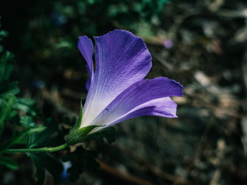 Close-up of Flower Growing in Garden 