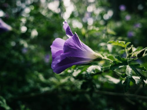 Immagine gratuita di avvicinamento, bocciolo, fiore viola