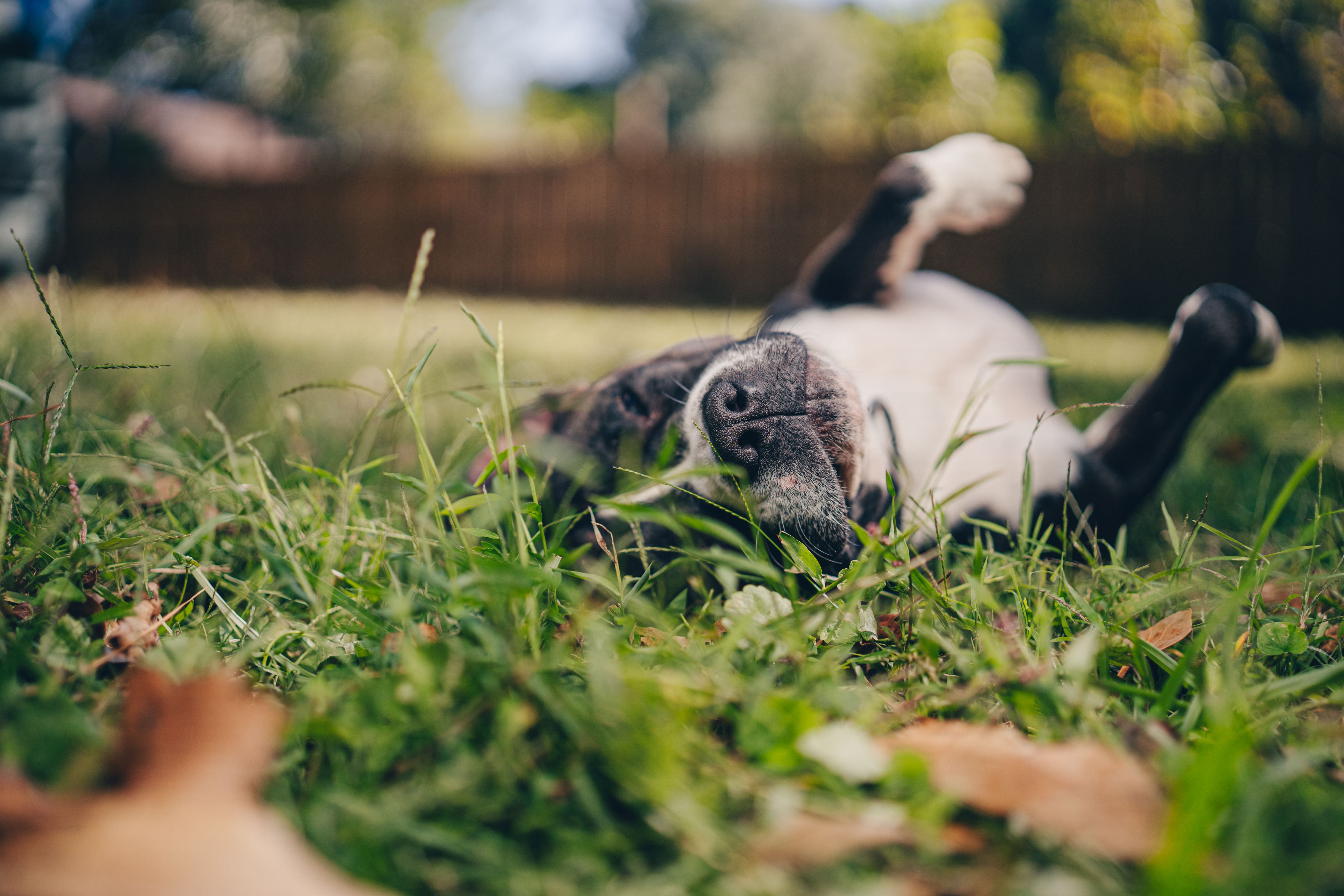 Image showcasing A Dog on the Grass · Free Stock Photo