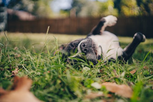 Free A Dog on the Grass   Stock Photo