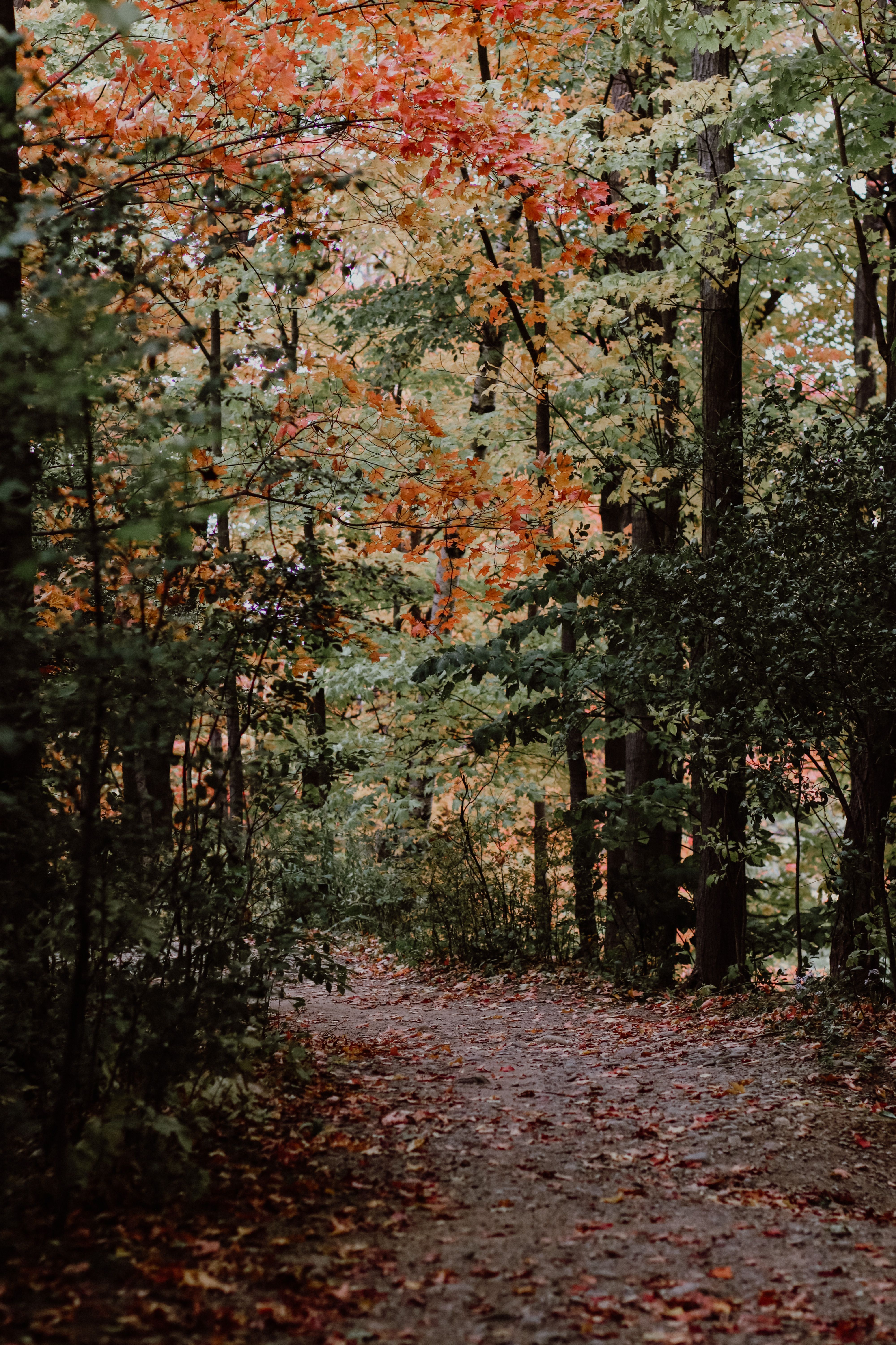 Discover the tranquility of a forest path surrounded by vibrant autumn leaves in Toronto.