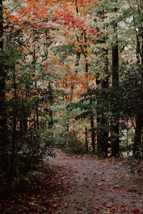 Darmowe zdjęcie z galerii z fotografia przyrodnicza, jesień las, jesienne drzewa
