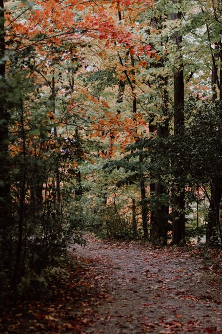 Discover the tranquility of a forest path surrounded by vibrant autumn leaves in Toronto.