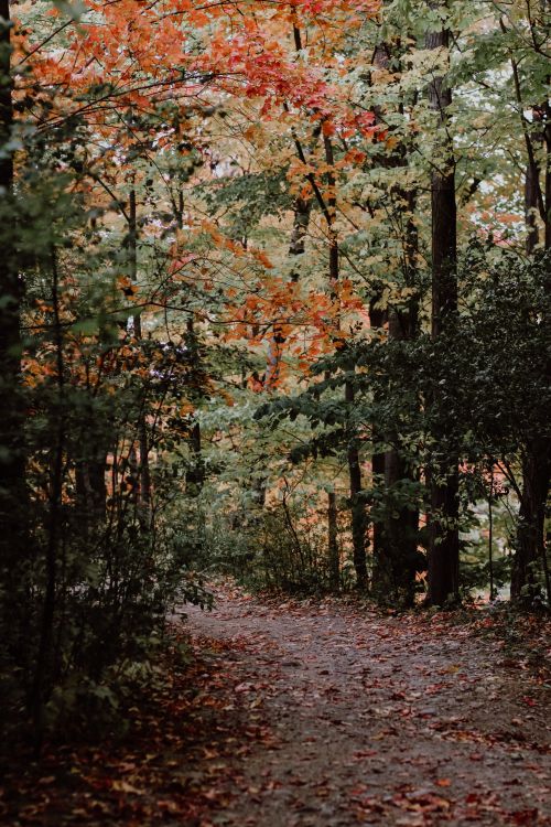 Free Discover the tranquility of a forest path surrounded by vibrant autumn leaves in Toronto. Stock Photo