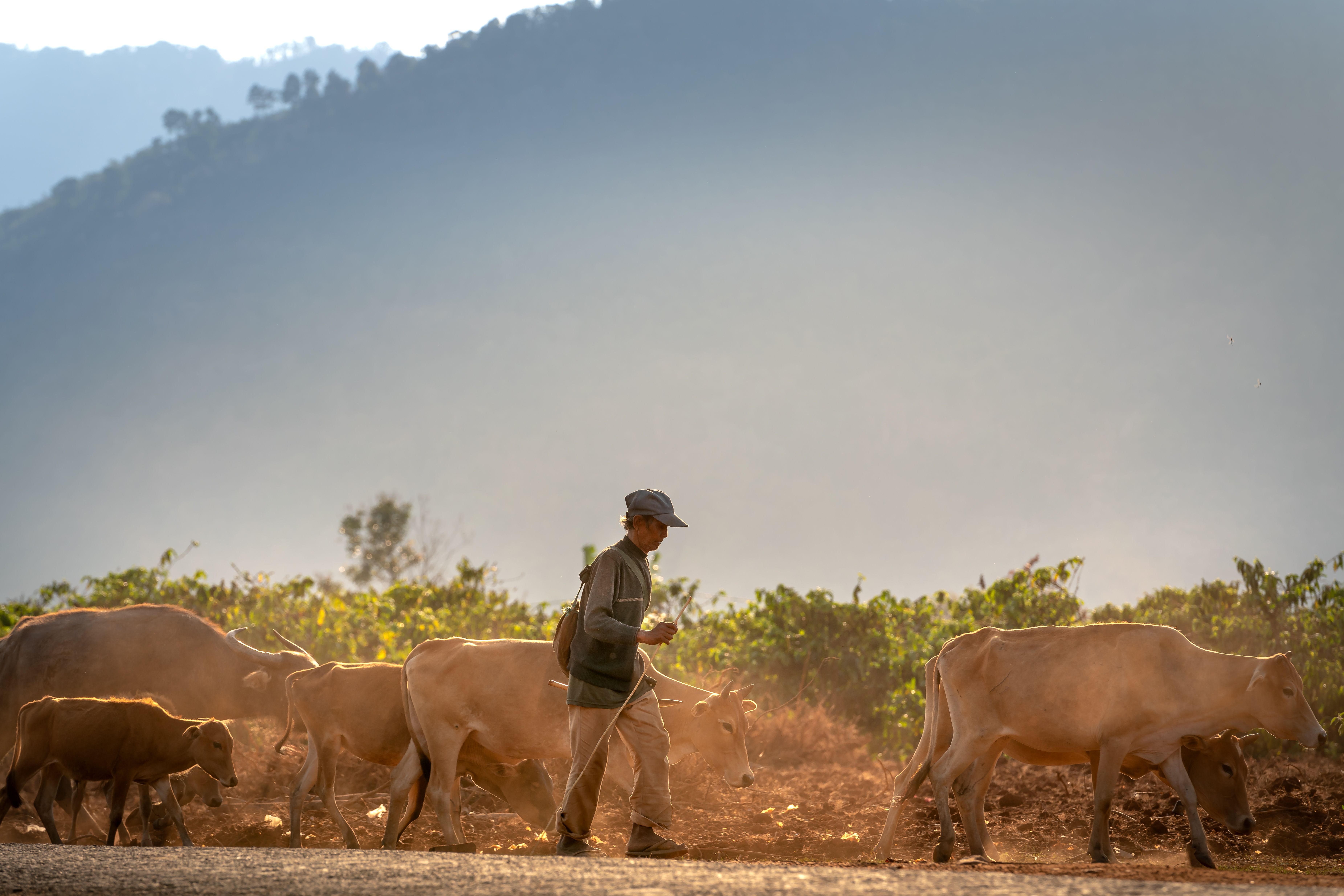Walk out to the maize and cattle slopes