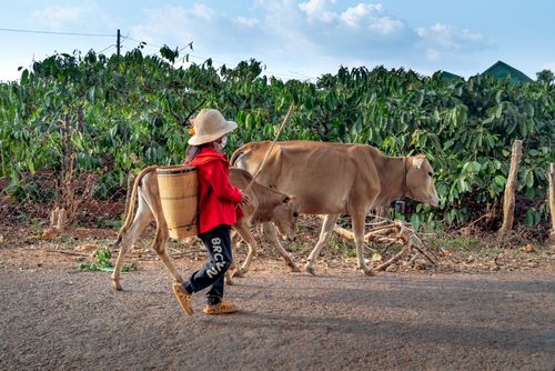 Free A woman in a red sweater leads cattle along a rural road. Clear blue sky overhead. Stock Photo
