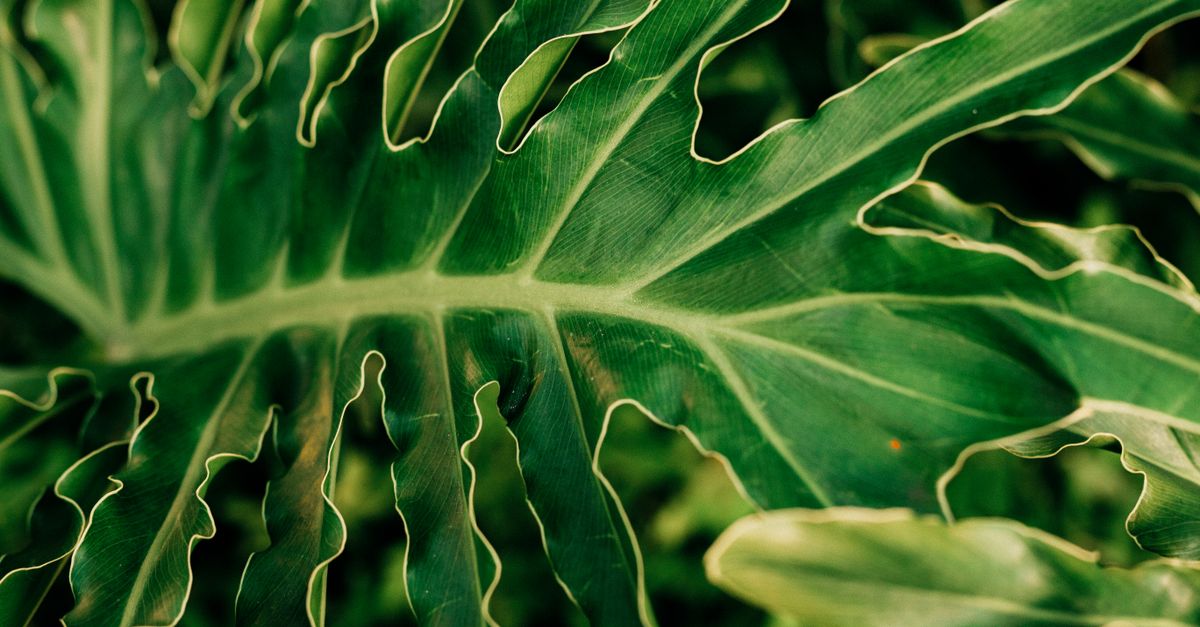 Close-up vibrante de uma folha tropical verde com ondulações, exibindo padrões e texturas naturais.