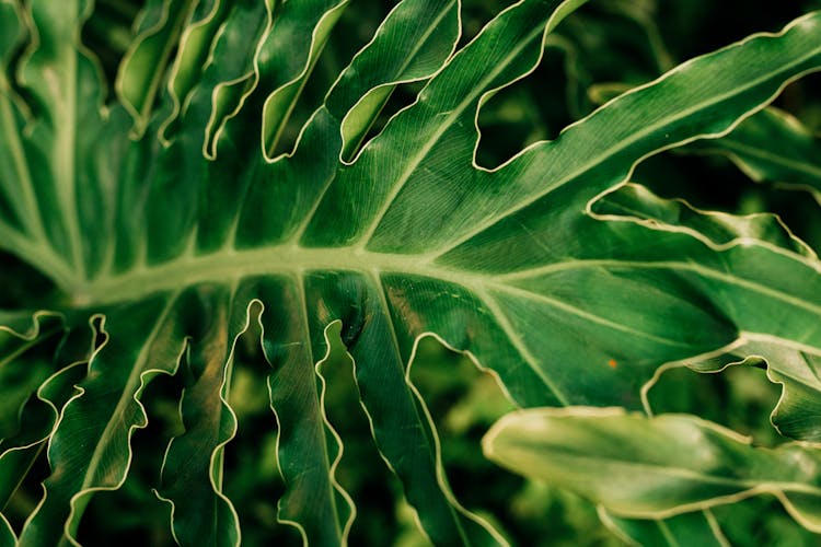 A Green Leaf With Veins