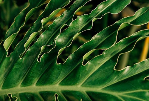 A Monstera Leaf in Close-up Shot