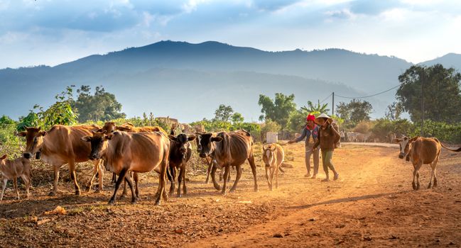 Two farmers guide a herd of cattle along a picturesque dirt road with mountains in the background.