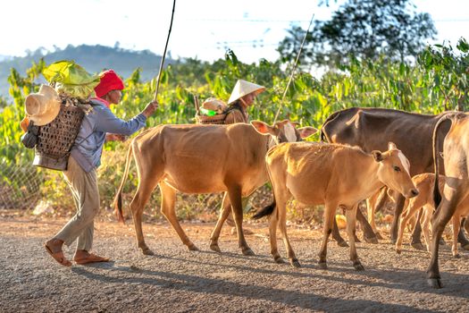 Farmers leading cattle along a scenic rural road, showcasing traditional farming life.