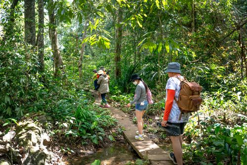Free Group of hikers walking through a dense green forest on a narrow pathway on a sunny day. Stock Photo
