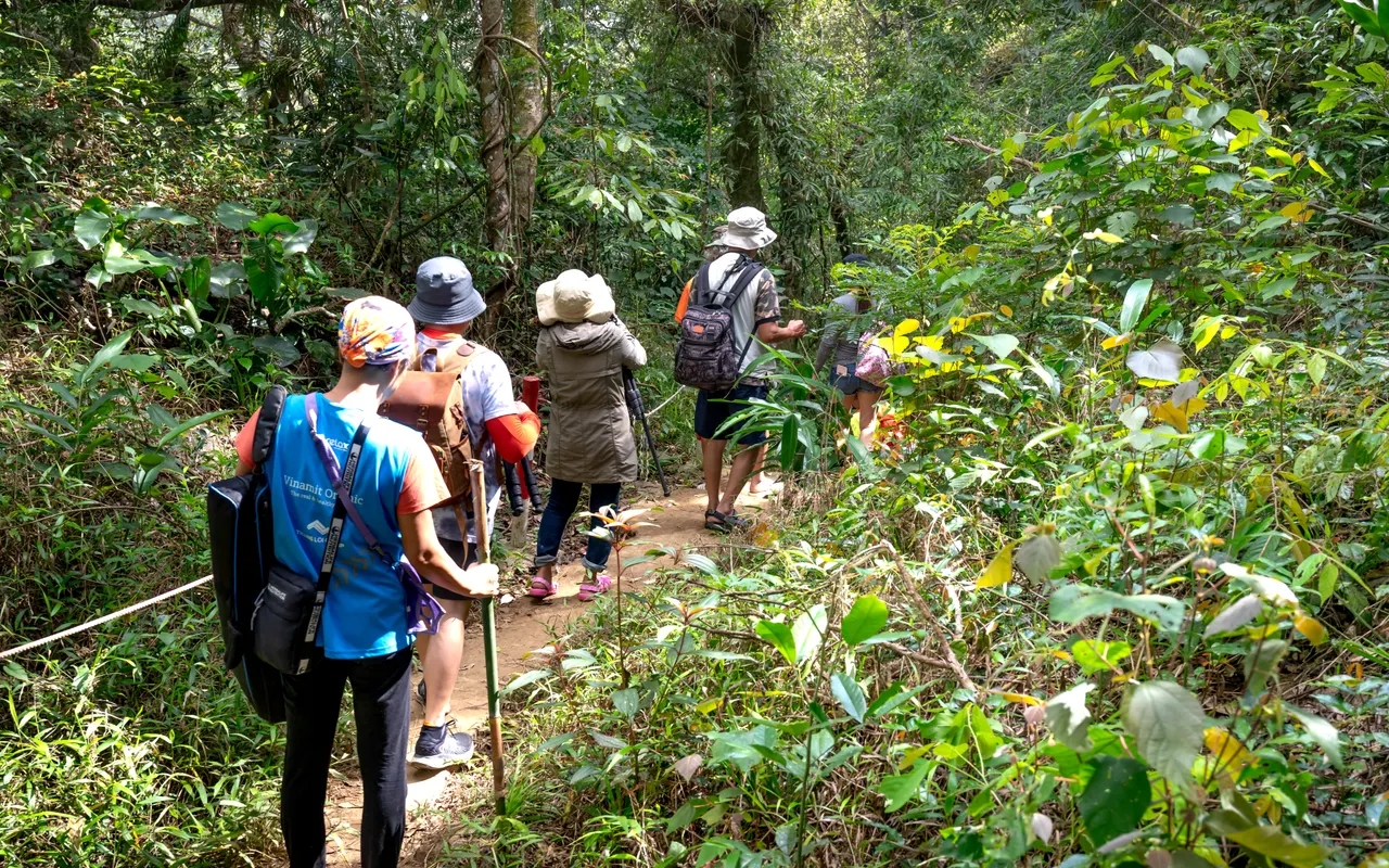 A small group hiking along a green forest trail